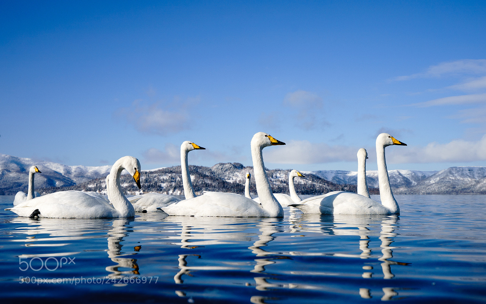 Sony a9 sample photo. Swans on the lake photography