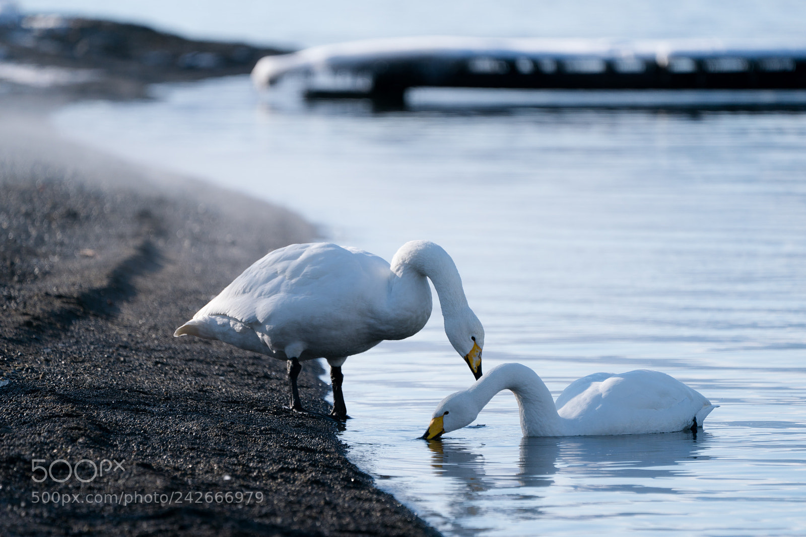 Sony a9 sample photo. Swans on the lake photography