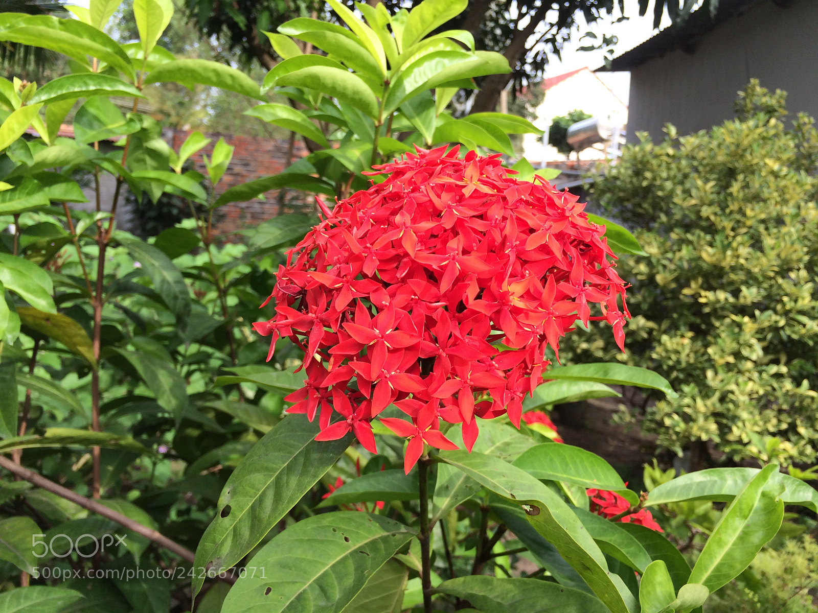 Apple iPhone 5s sample photo. Hoa trang photography