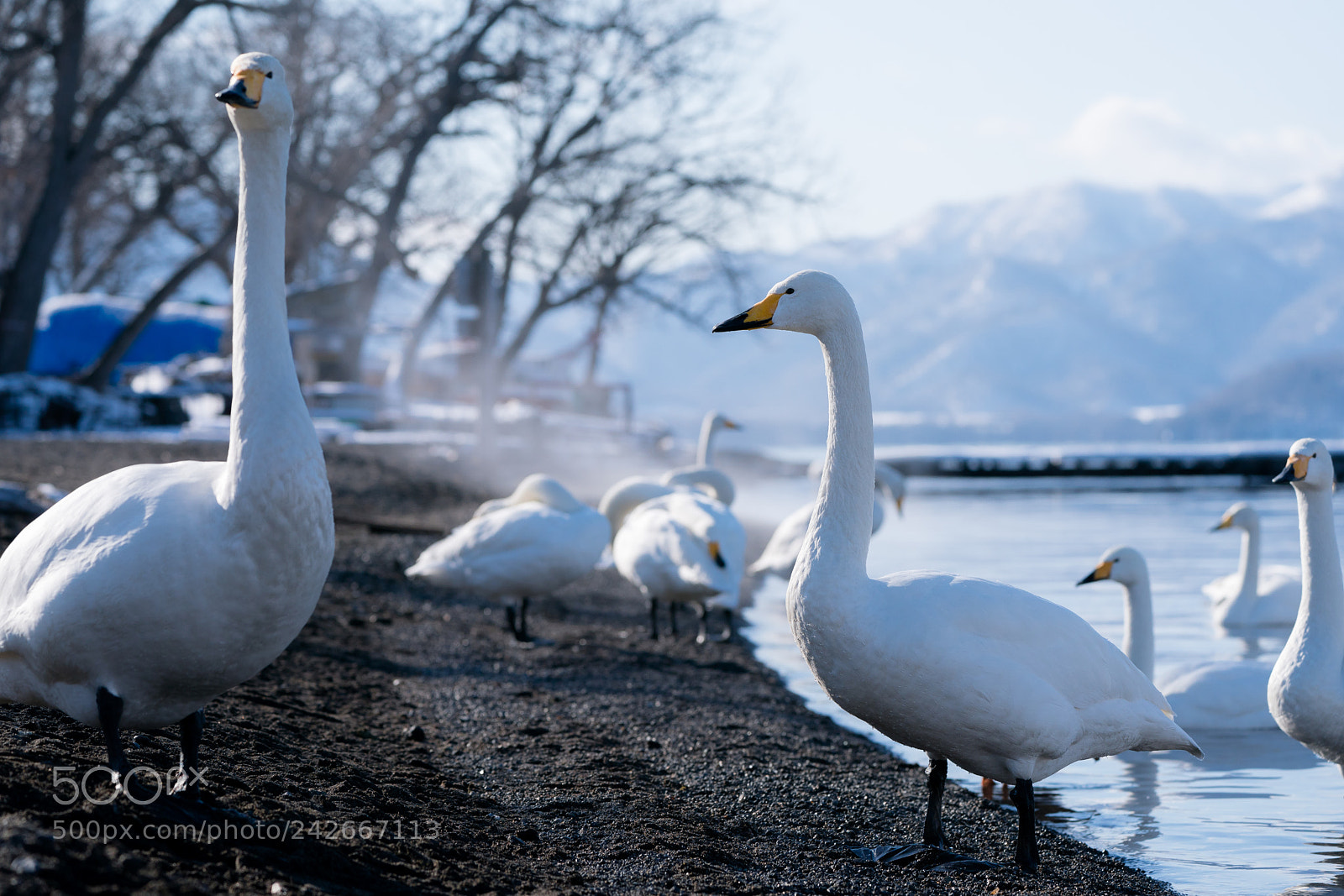 Sony a9 sample photo. Swans photography