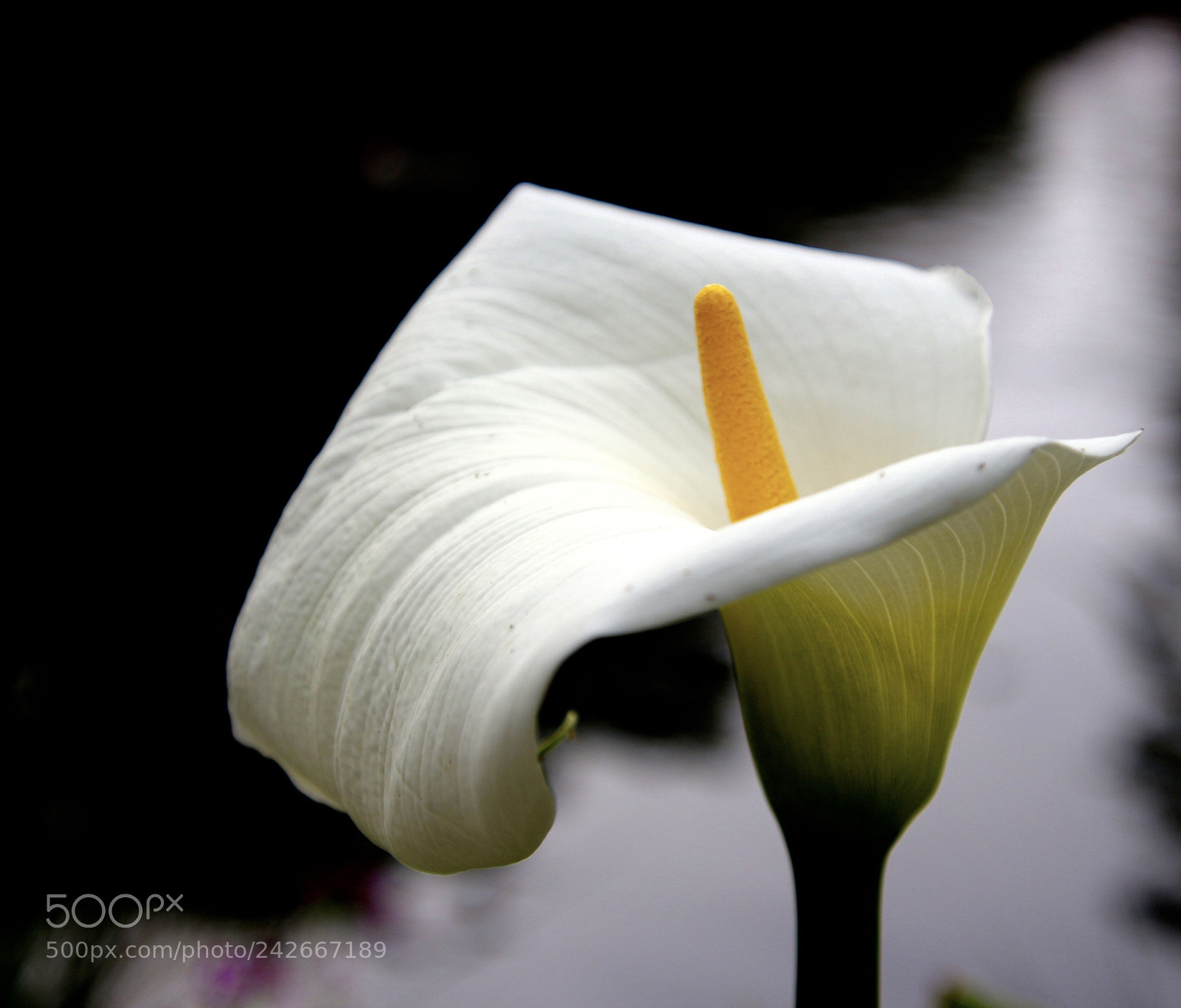 Canon EOS 700D (EOS Rebel T5i / EOS Kiss X7i) sample photo. Calla lily photography