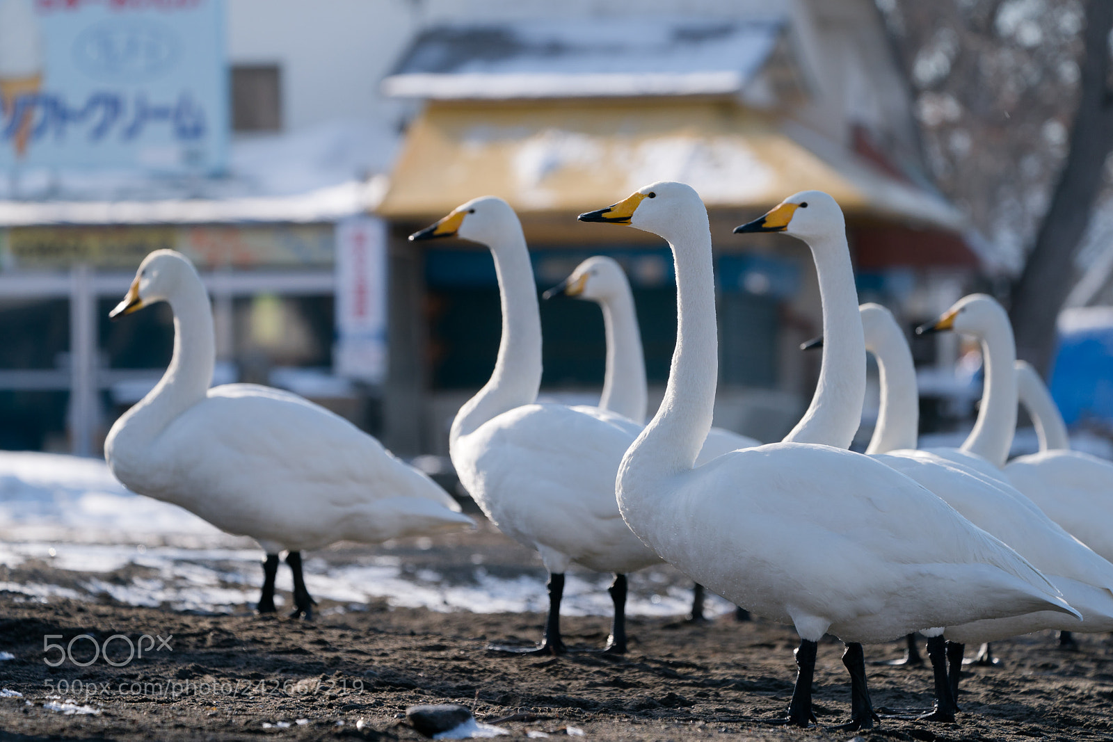 Sony a9 sample photo. Swans photography