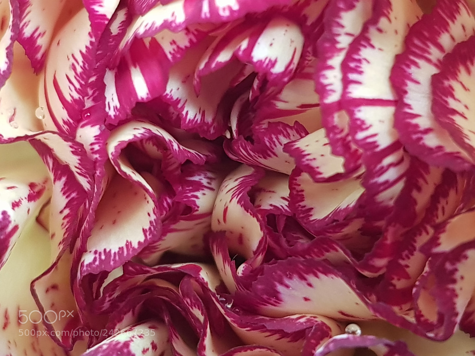 Samsung Galaxy S8+ sample photo. Entering a carnation flower photography