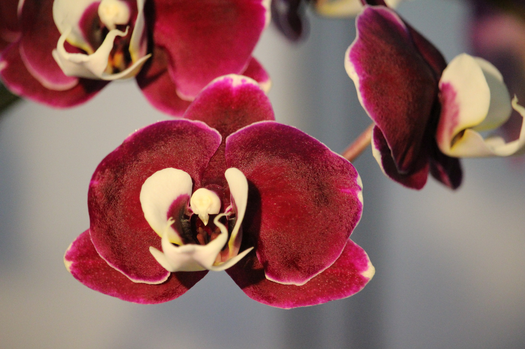 Canon EOS 100D (EOS Rebel SL1 / EOS Kiss X7) sample photo. Orchid photography