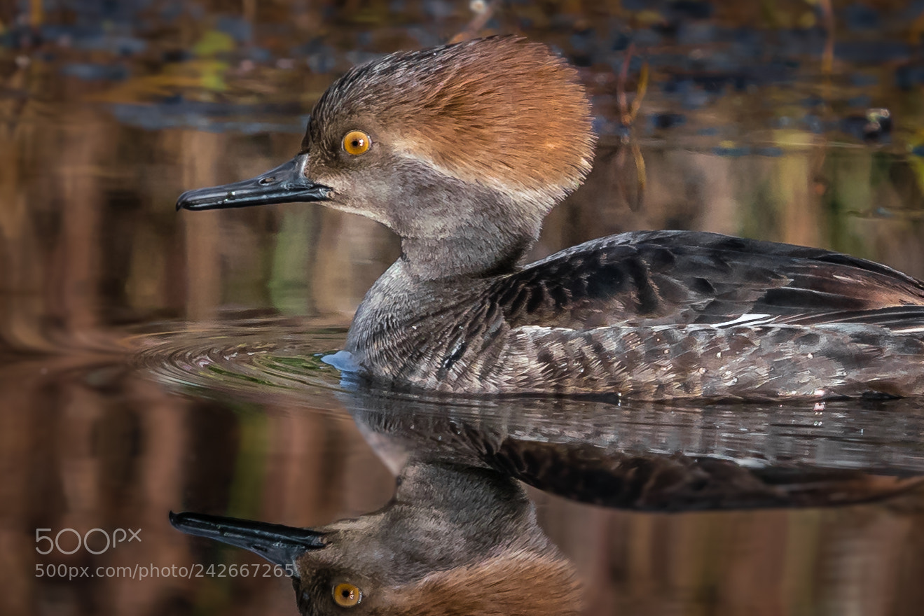 Sony a7R III sample photo. Female hooded merganser photography