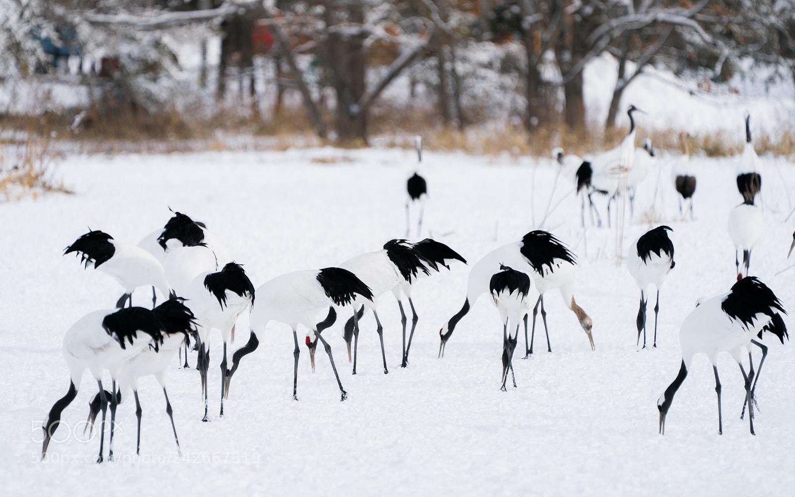 Sony a9 sample photo. Red crowned cranes photography