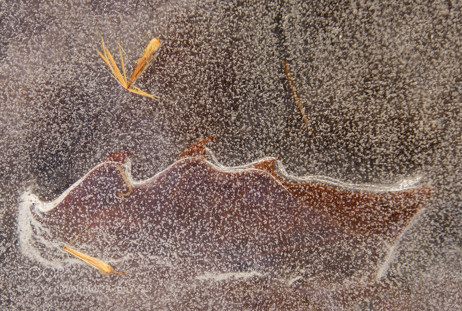Canon EOS 7D Mark II sample photo. Leaf boat in ice photography