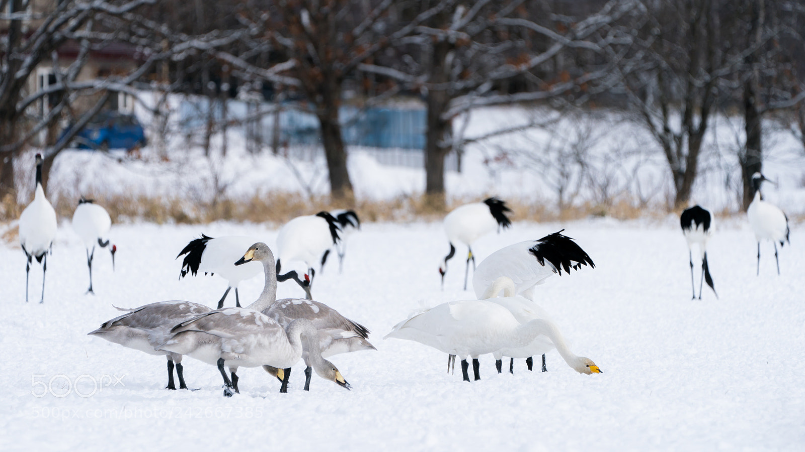 Sony a9 sample photo. Red crowned cranes photography