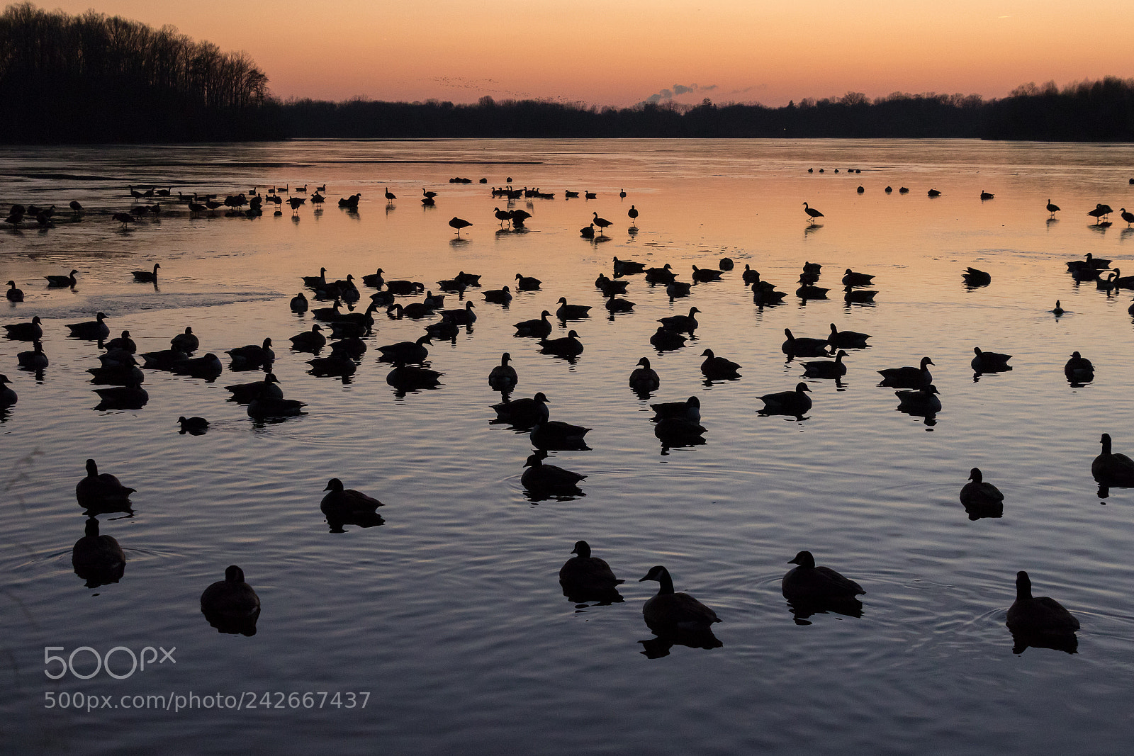 Canon EOS 7D Mark II sample photo. Geese on a frozen photography