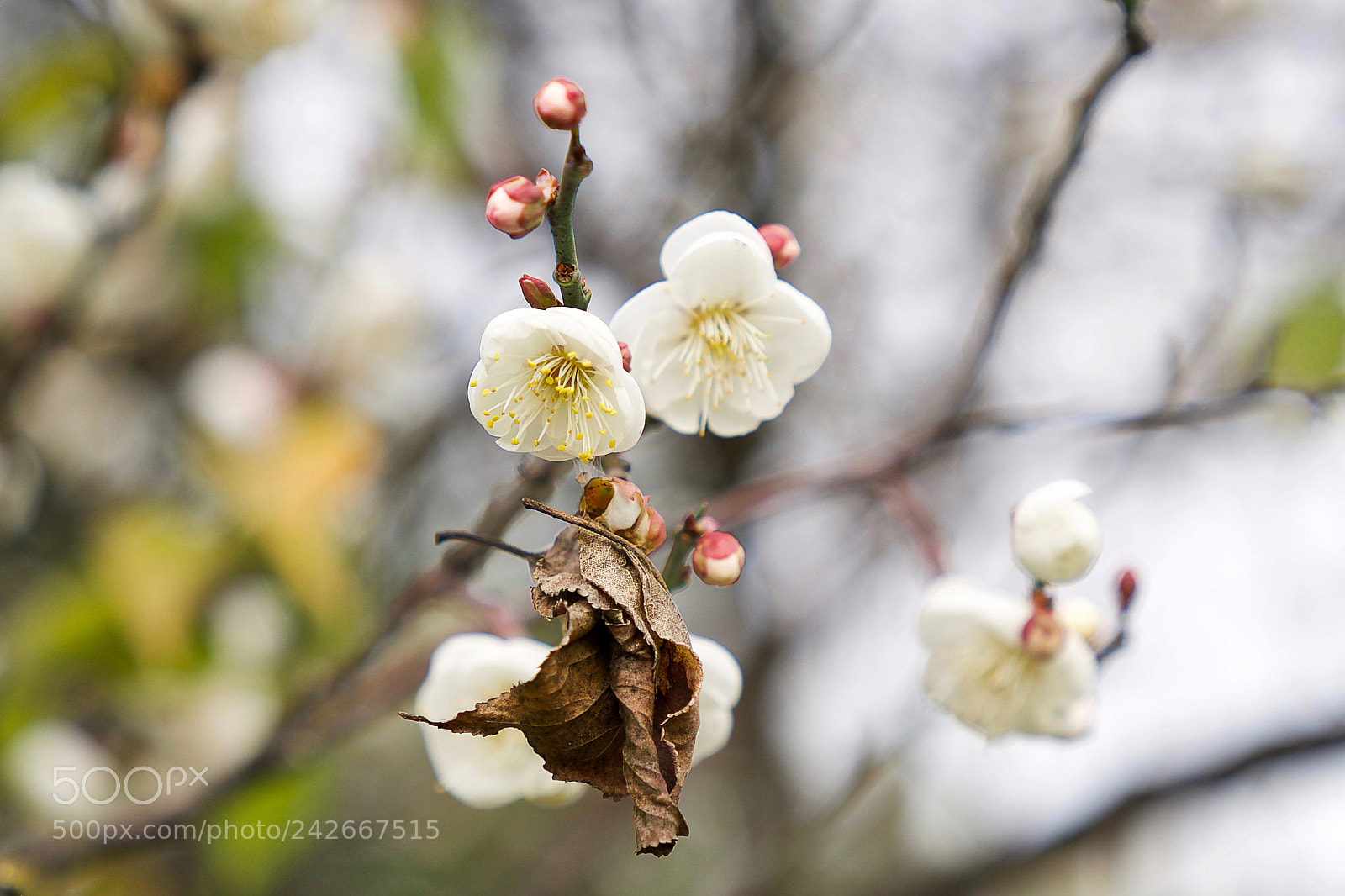 Sony a9 sample photo. Welcome back photography