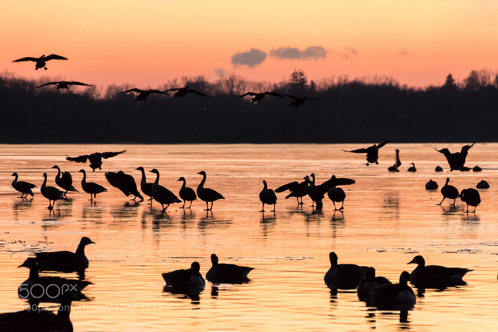Canon EOS 7D Mark II sample photo. Geese on a frozen photography