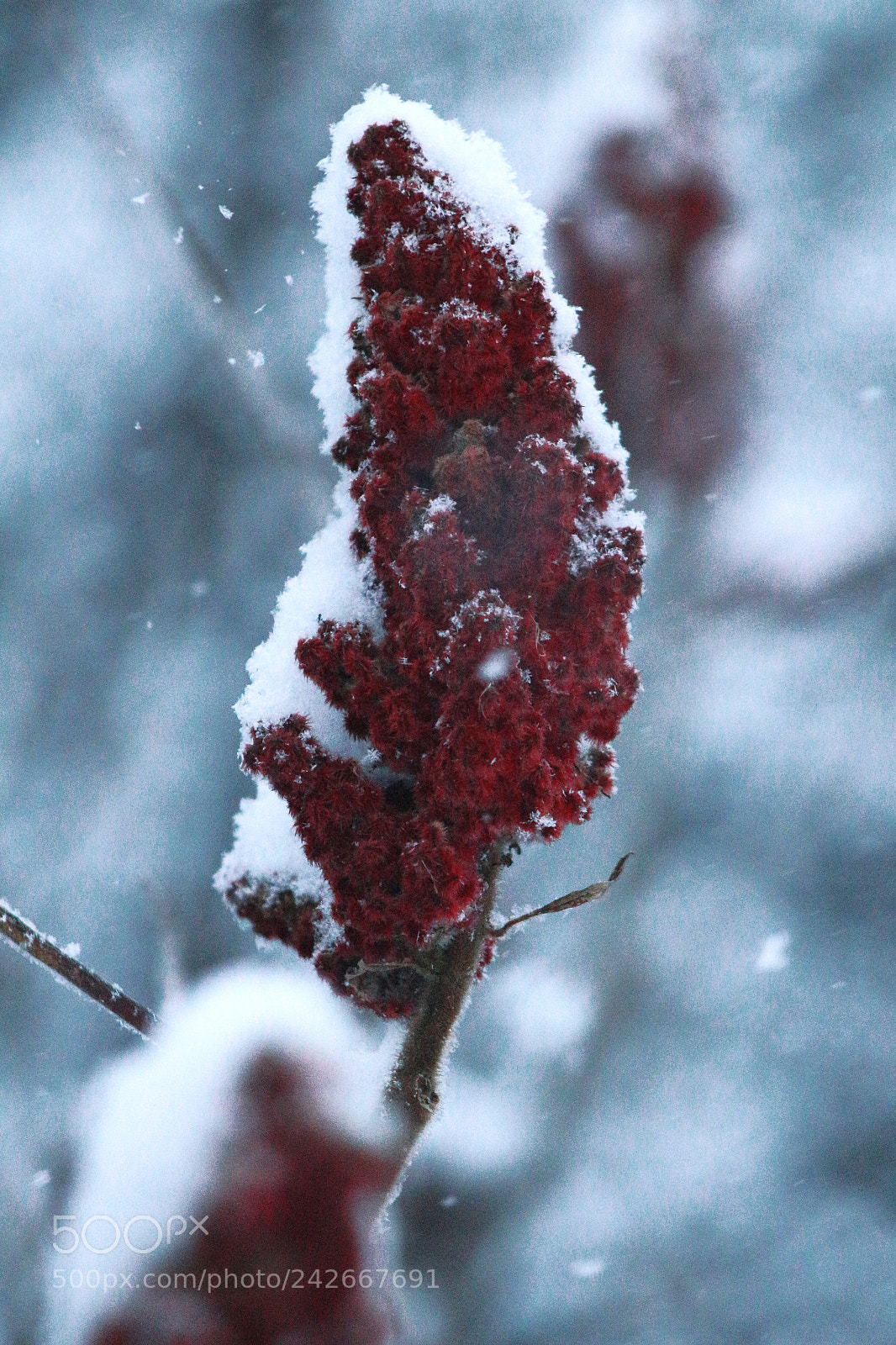 Canon EOS 650D (EOS Rebel T4i / EOS Kiss X6i) sample photo. Wintertime photography