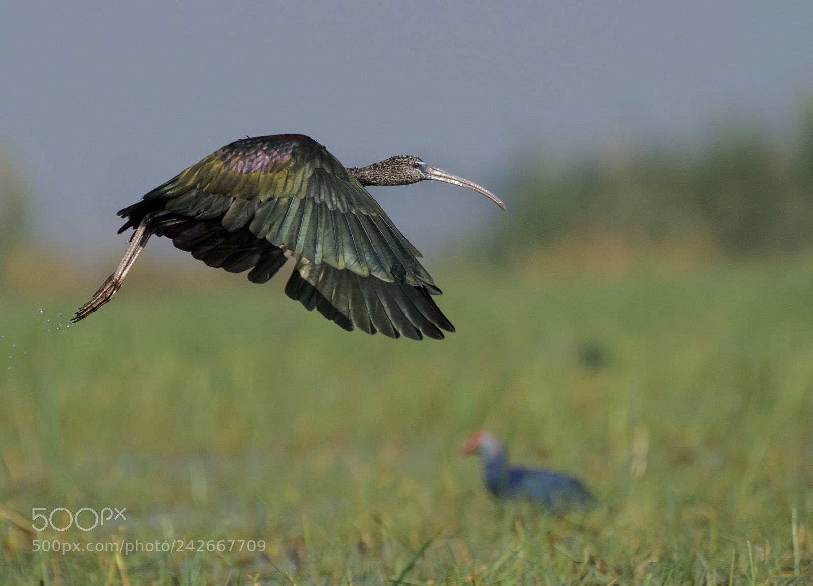Nikon D810 sample photo. Glossy ibis photography