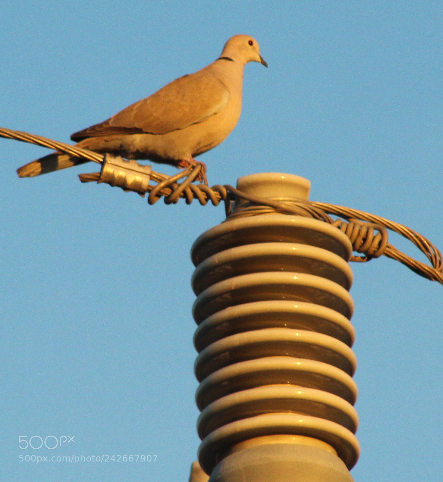 Canon EOS 1300D (EOS Rebel T6 / EOS Kiss X80) sample photo. An electric pigeon photography