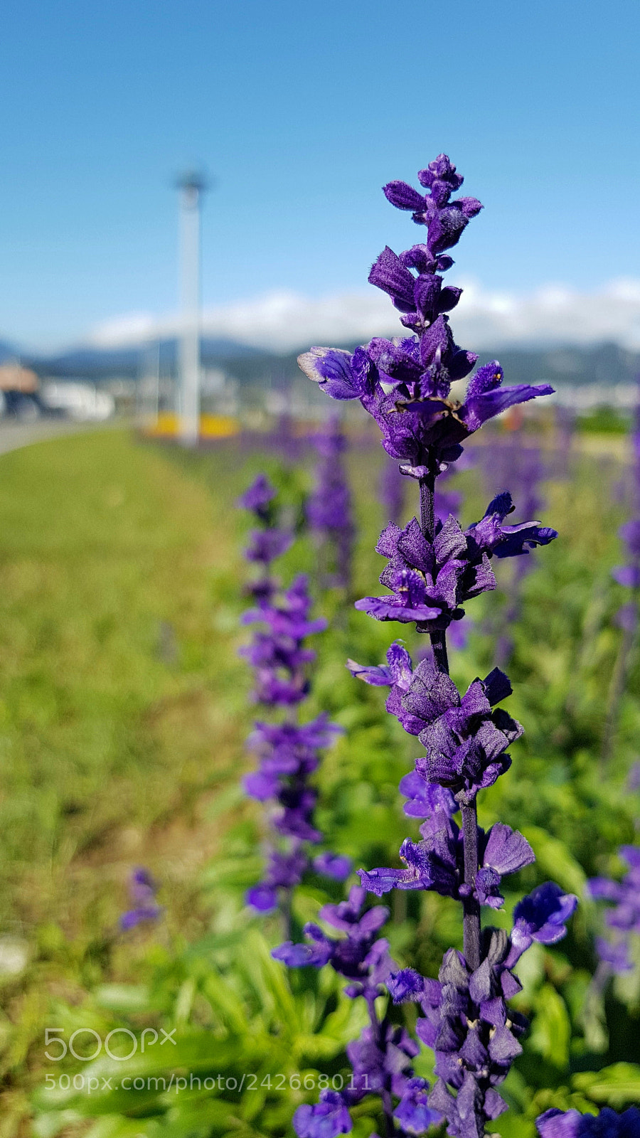 Samsung Galaxy S8+ sample photo. This is not a photography