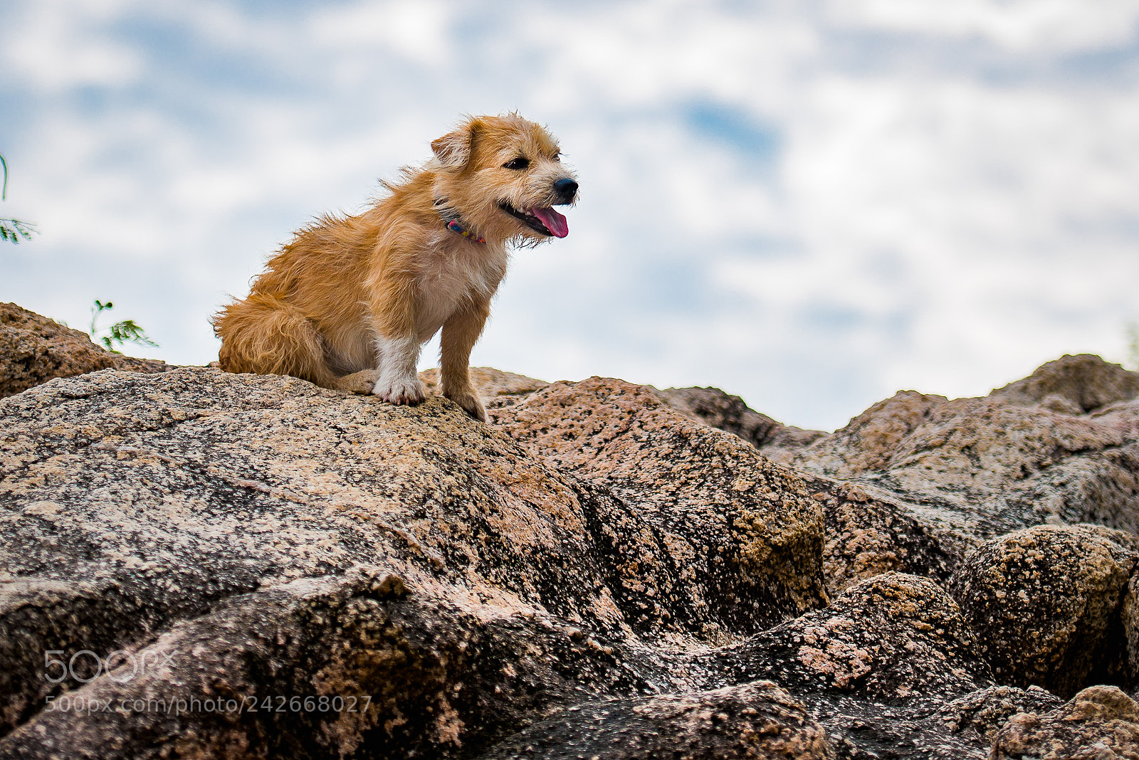Nikon D800E sample photo. Little dog on the photography
