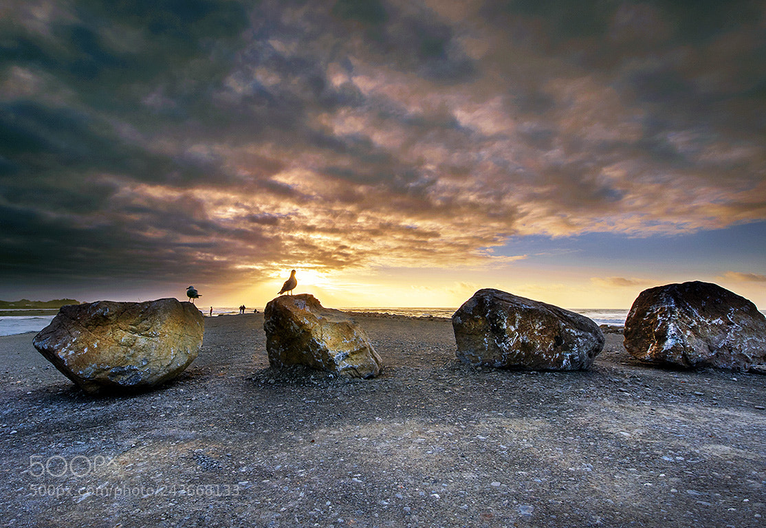 Nikon D810 sample photo. Birds on the stones photography