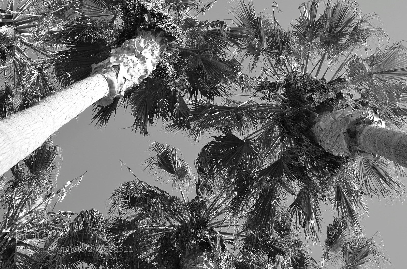Nikon D5100 sample photo. Trees photography