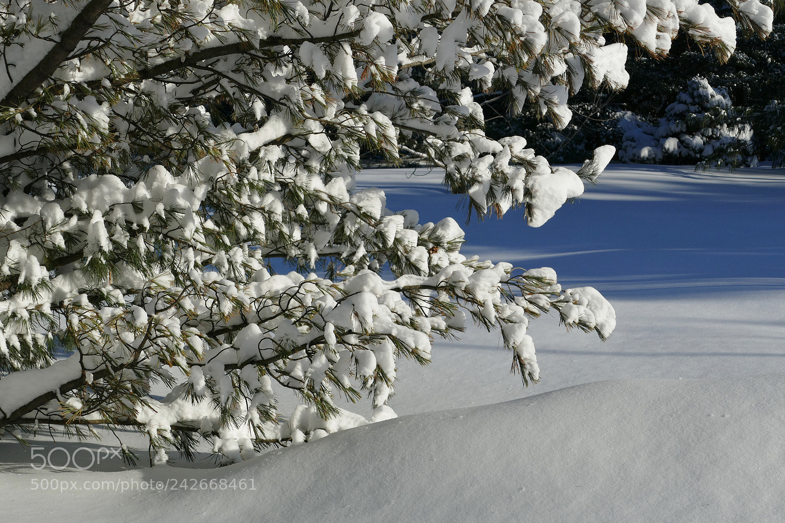 Panasonic Lumix DMC-FZ1000 sample photo. Winter at the botanical photography