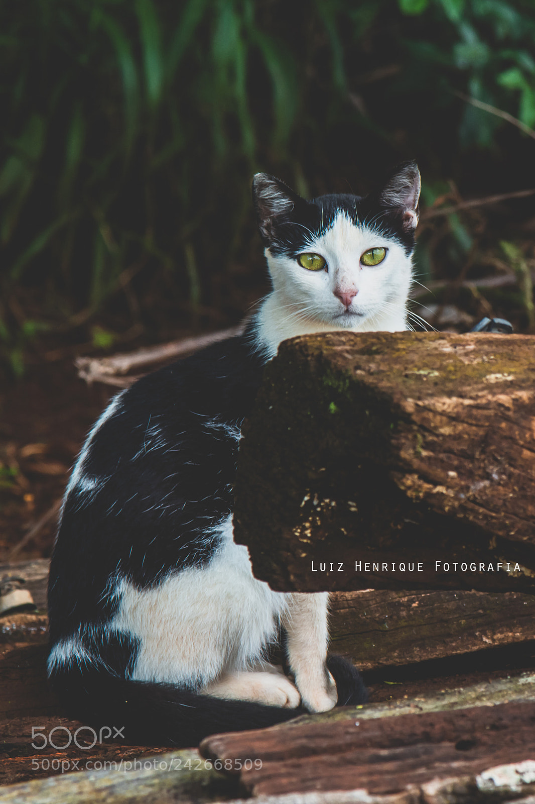 Canon EOS 650D (EOS Rebel T4i / EOS Kiss X6i) sample photo. Cat photography