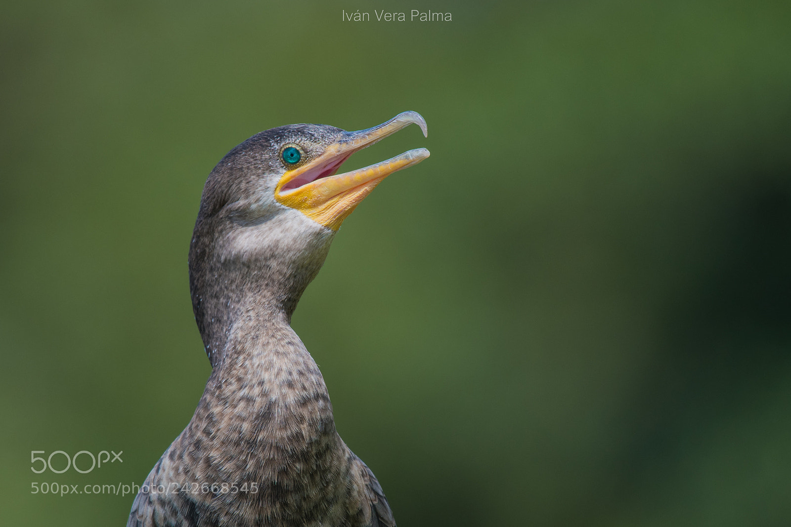 Nikon D500 sample photo. Bigu o cormor n photography