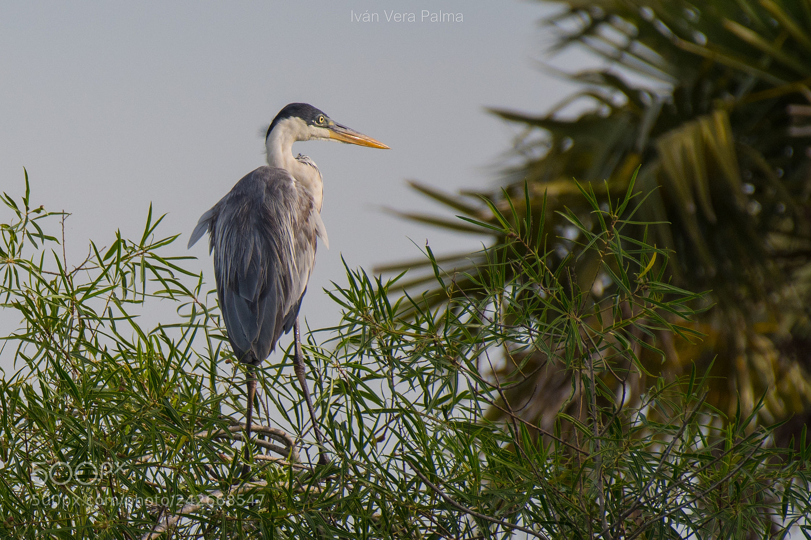 Nikon D500 sample photo. Garza mora photography