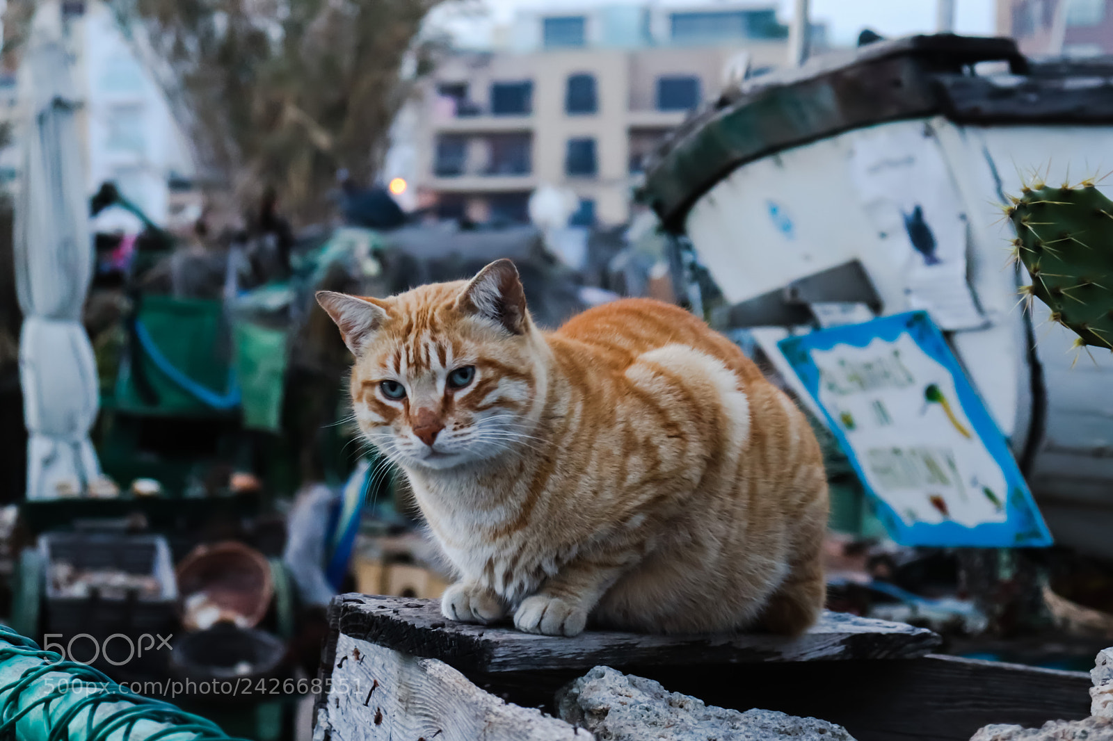 Canon EOS 800D (EOS Rebel T7i / EOS Kiss X9i) sample photo. Cat people photography