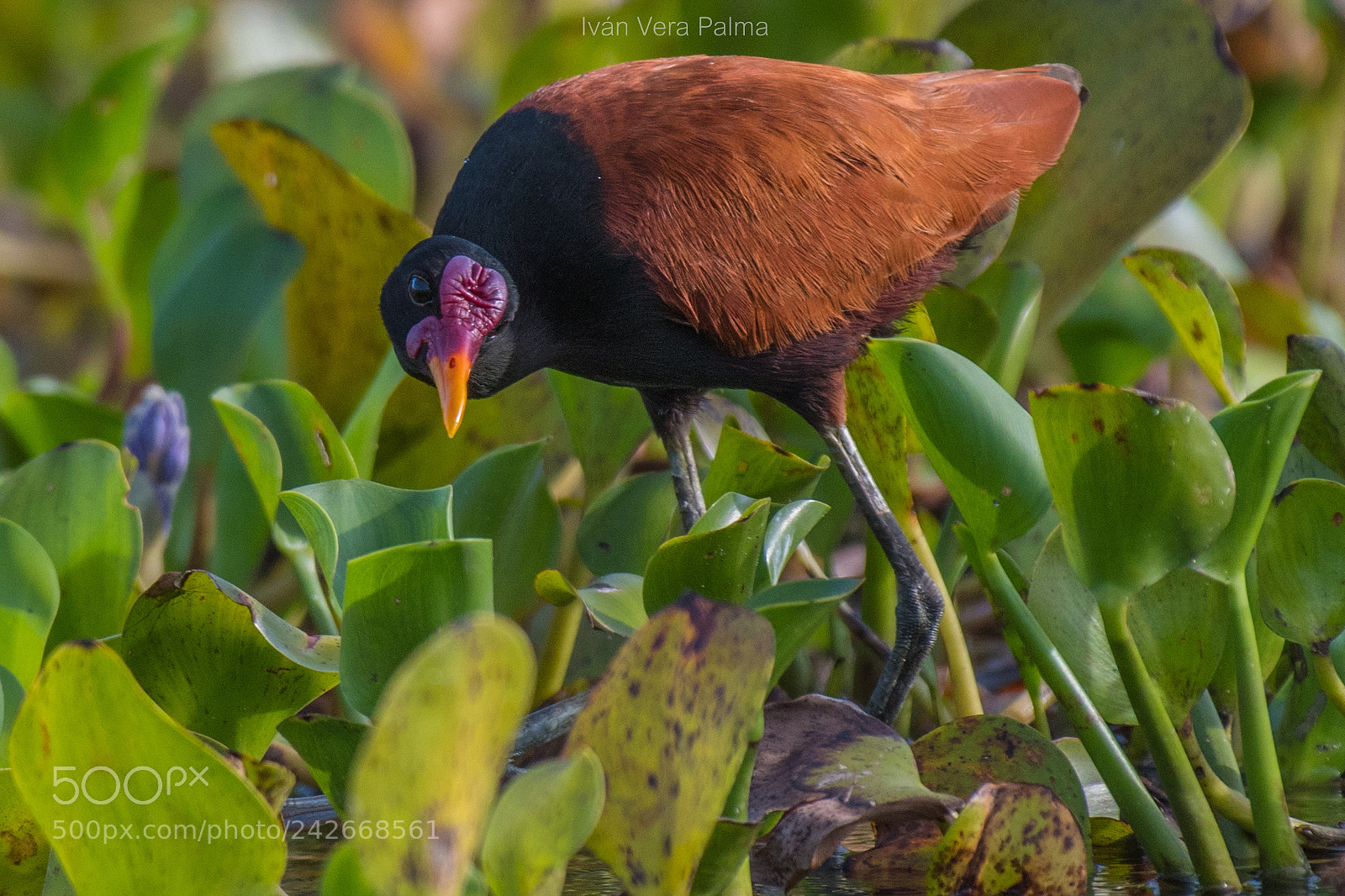 Nikon D500 sample photo. Jacana photography
