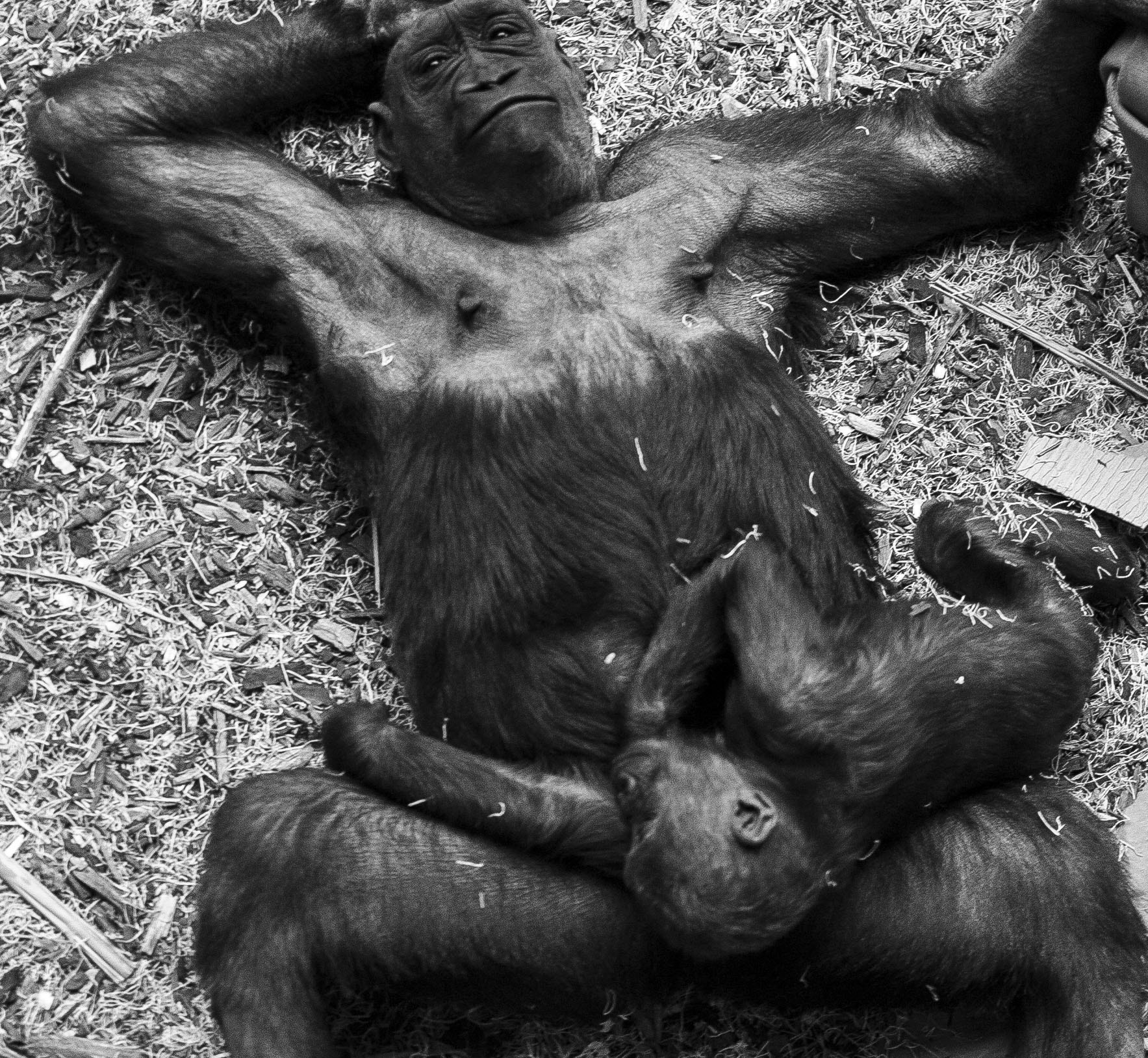 Nikon D2Hs sample photo. Gorilla photography