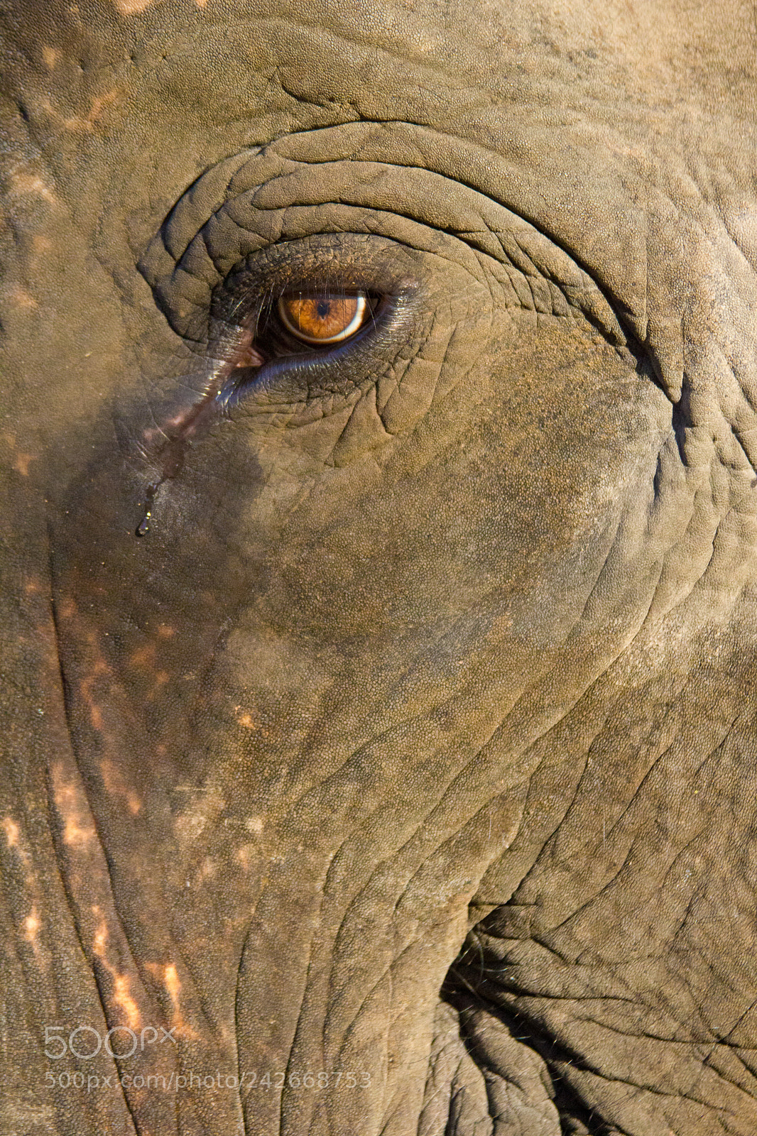 Canon EOS 550D (EOS Rebel T2i / EOS Kiss X4) sample photo. Elephant img photography