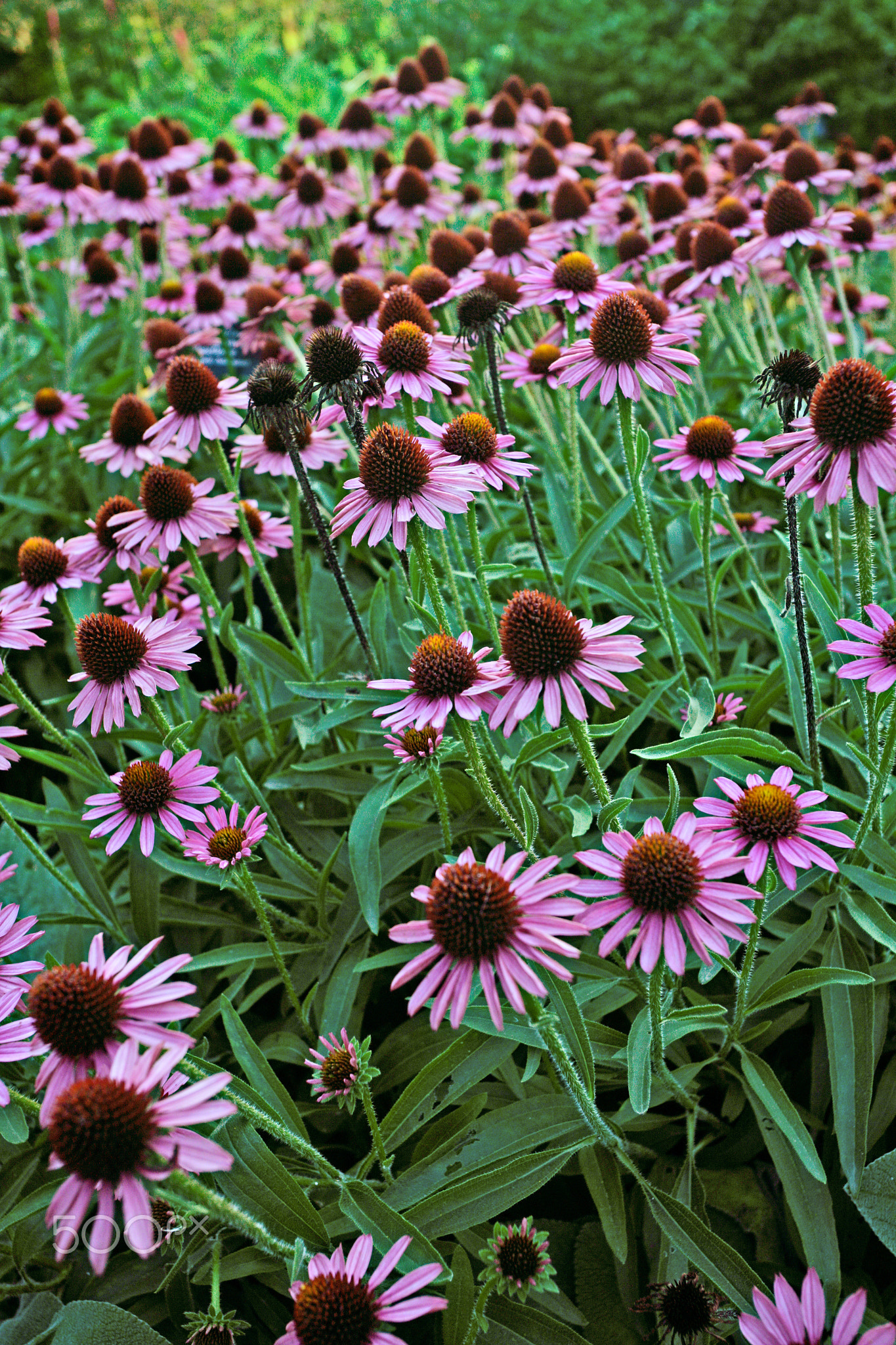 ECHINACEA