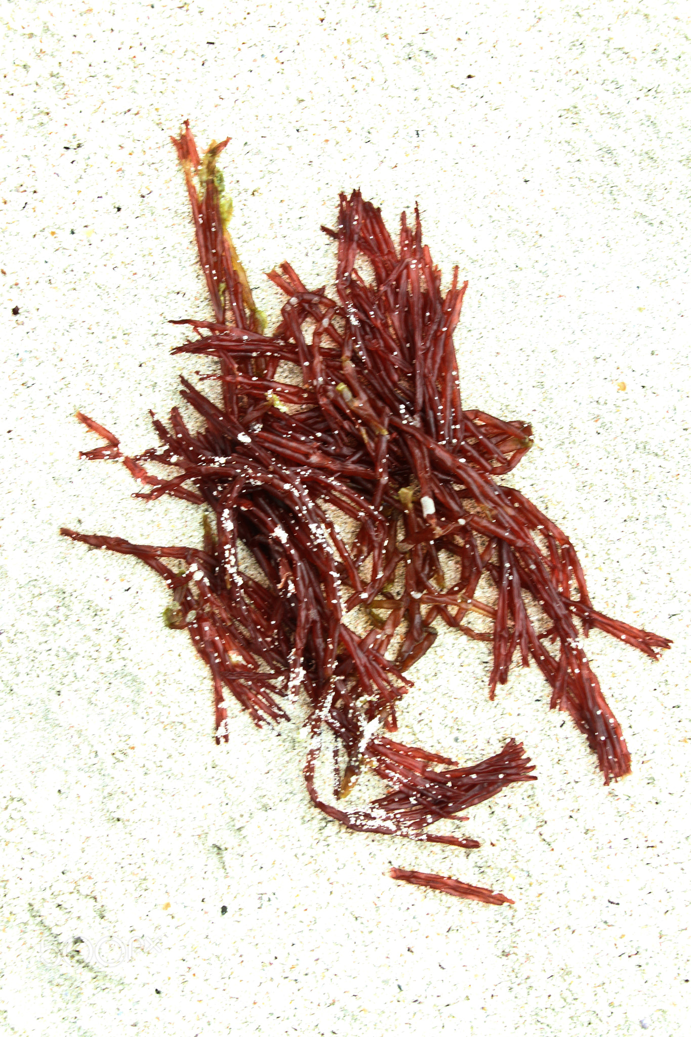 Seaweed