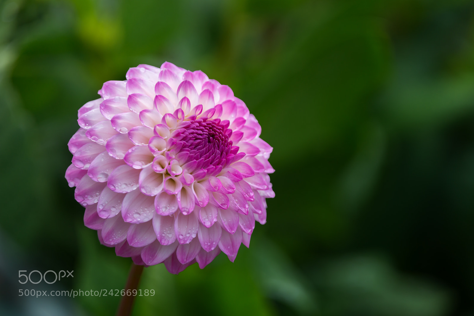 Nikon D800E sample photo. Pink dahlia photography