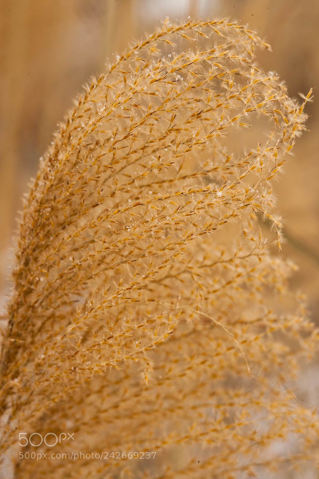 Canon EOS-1Ds Mark II sample photo. Grasses tb photography