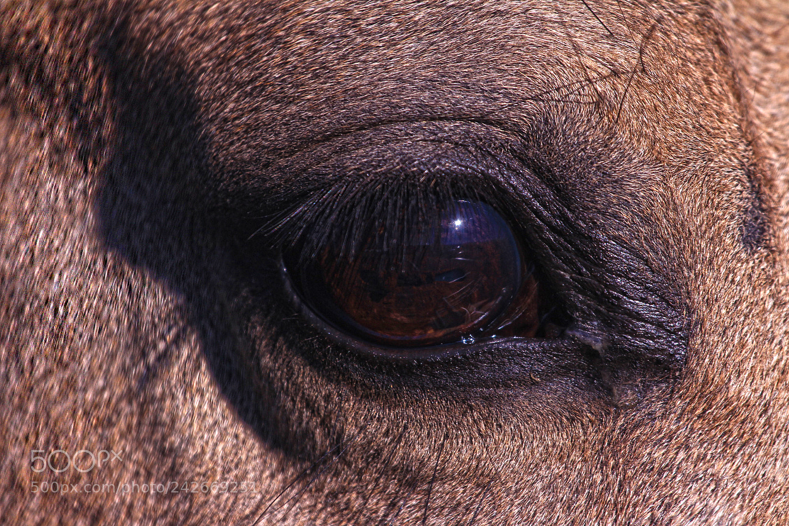 Canon EOS 650D (EOS Rebel T4i / EOS Kiss X6i) sample photo. Horse eye img photography