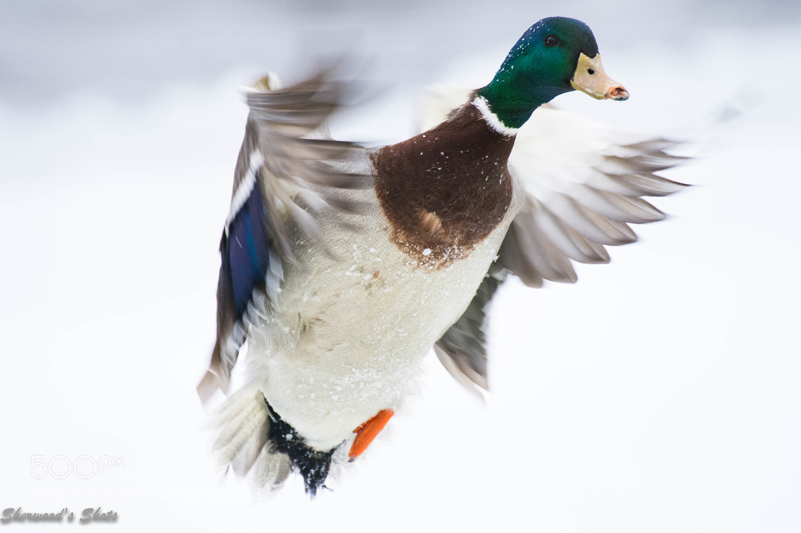 Nikon D7200 sample photo. Mallard coming in for photography