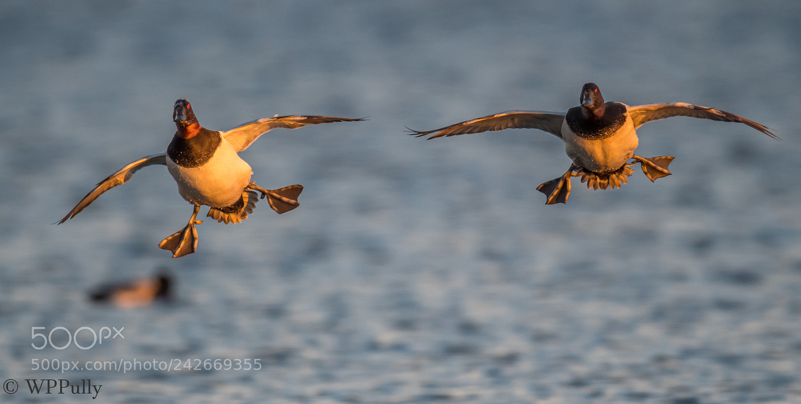 Nikon D5 sample photo. Incoming canvasbacks photography