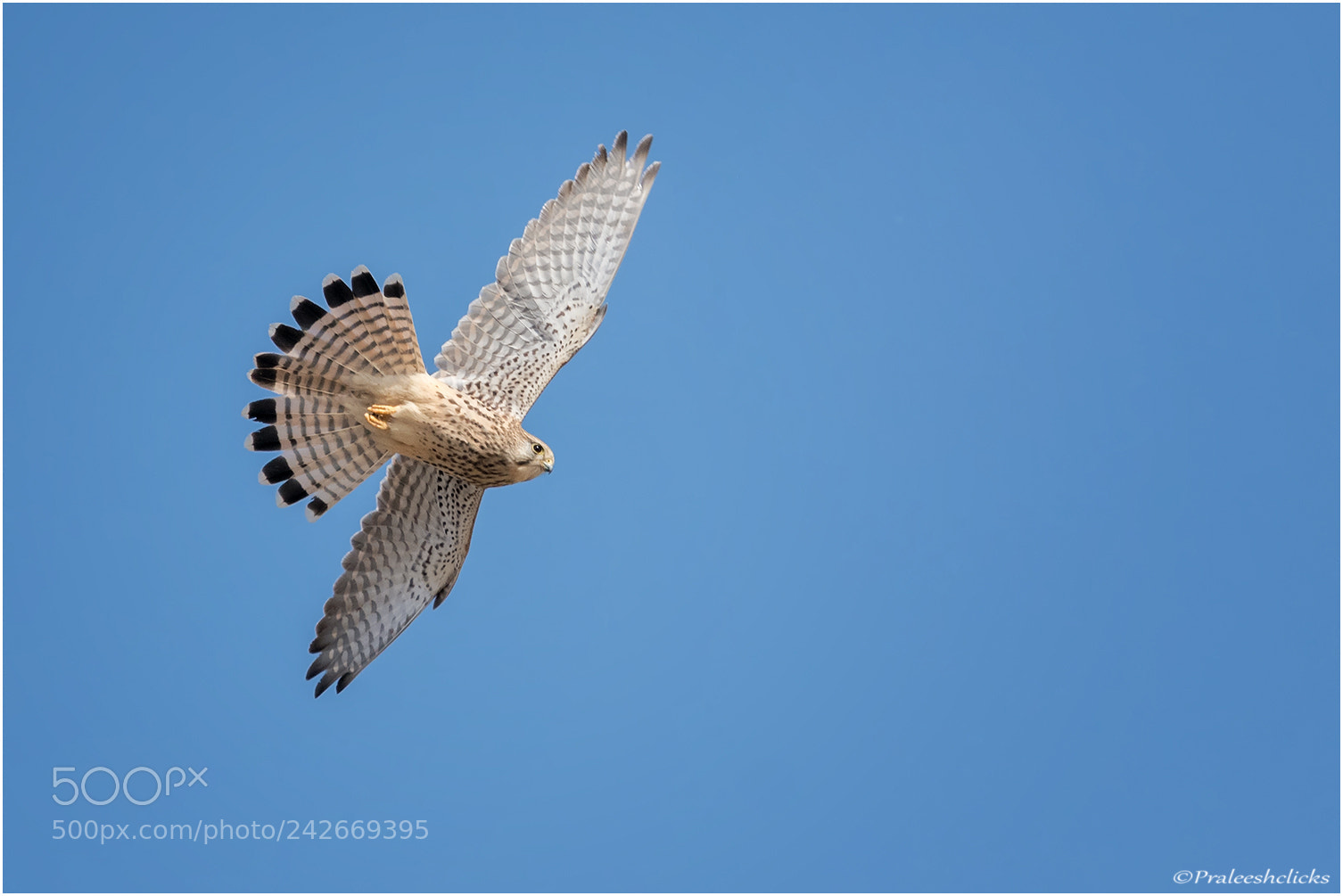 Nikon D500 sample photo. Common kestrel photography