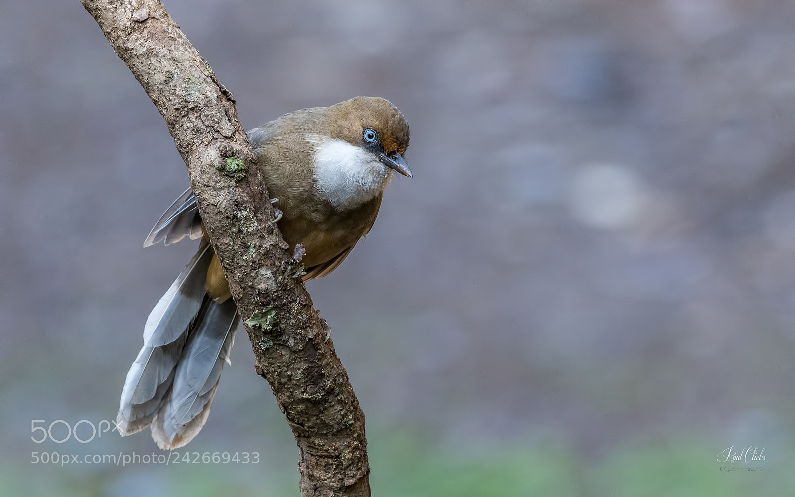 Nikon D500 sample photo. White throated laughingthrush photography