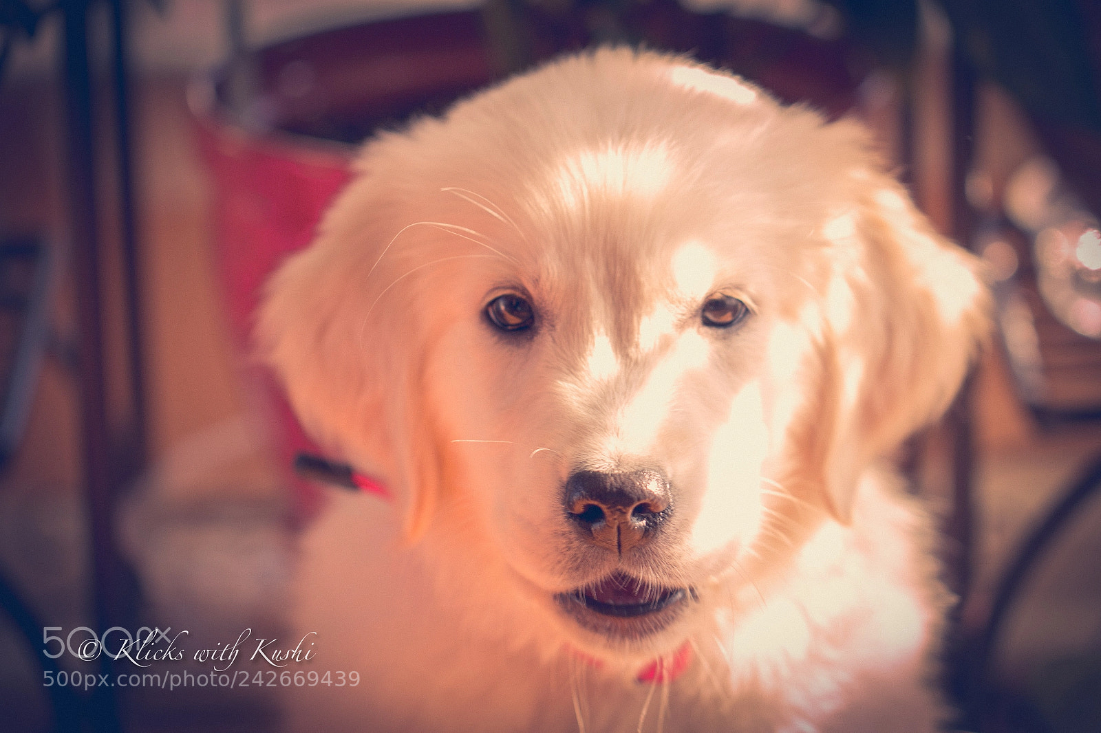 Canon EOS 60D sample photo. “i love to pose !” photography