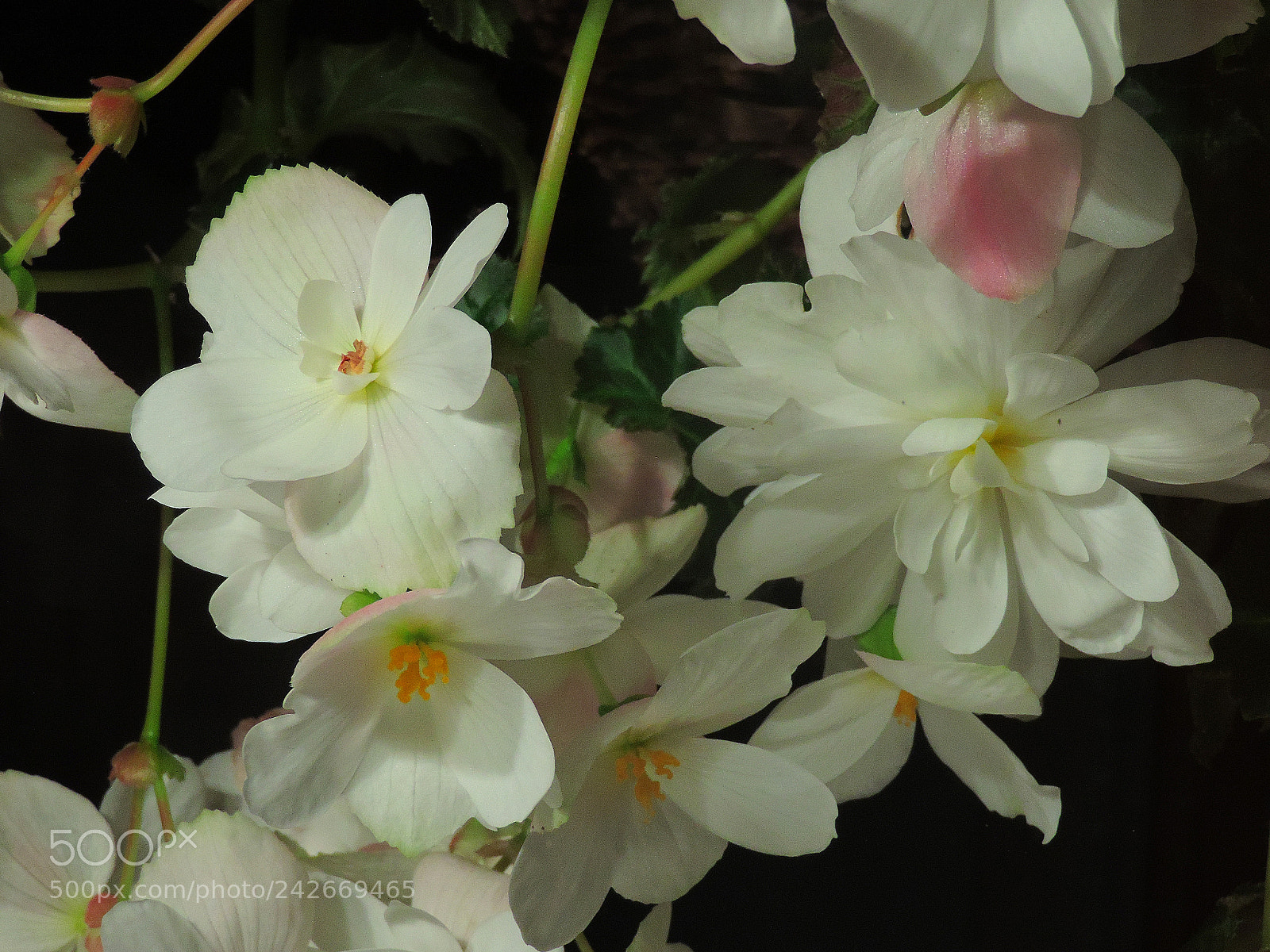 Nikon Coolpix P520 sample photo. Beauty in the dark 2 photography