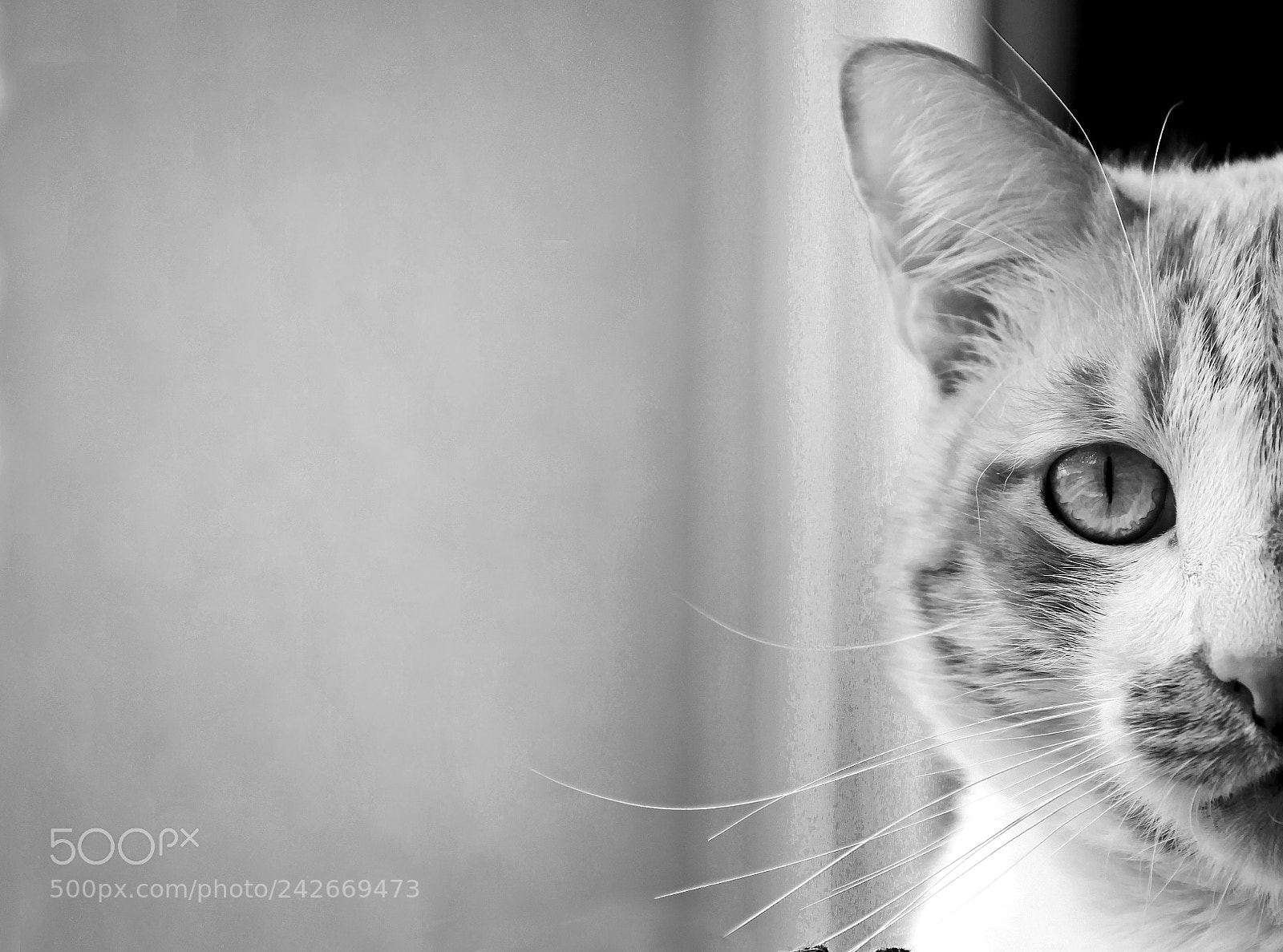 Canon EOS 50D sample photo. Steve photography