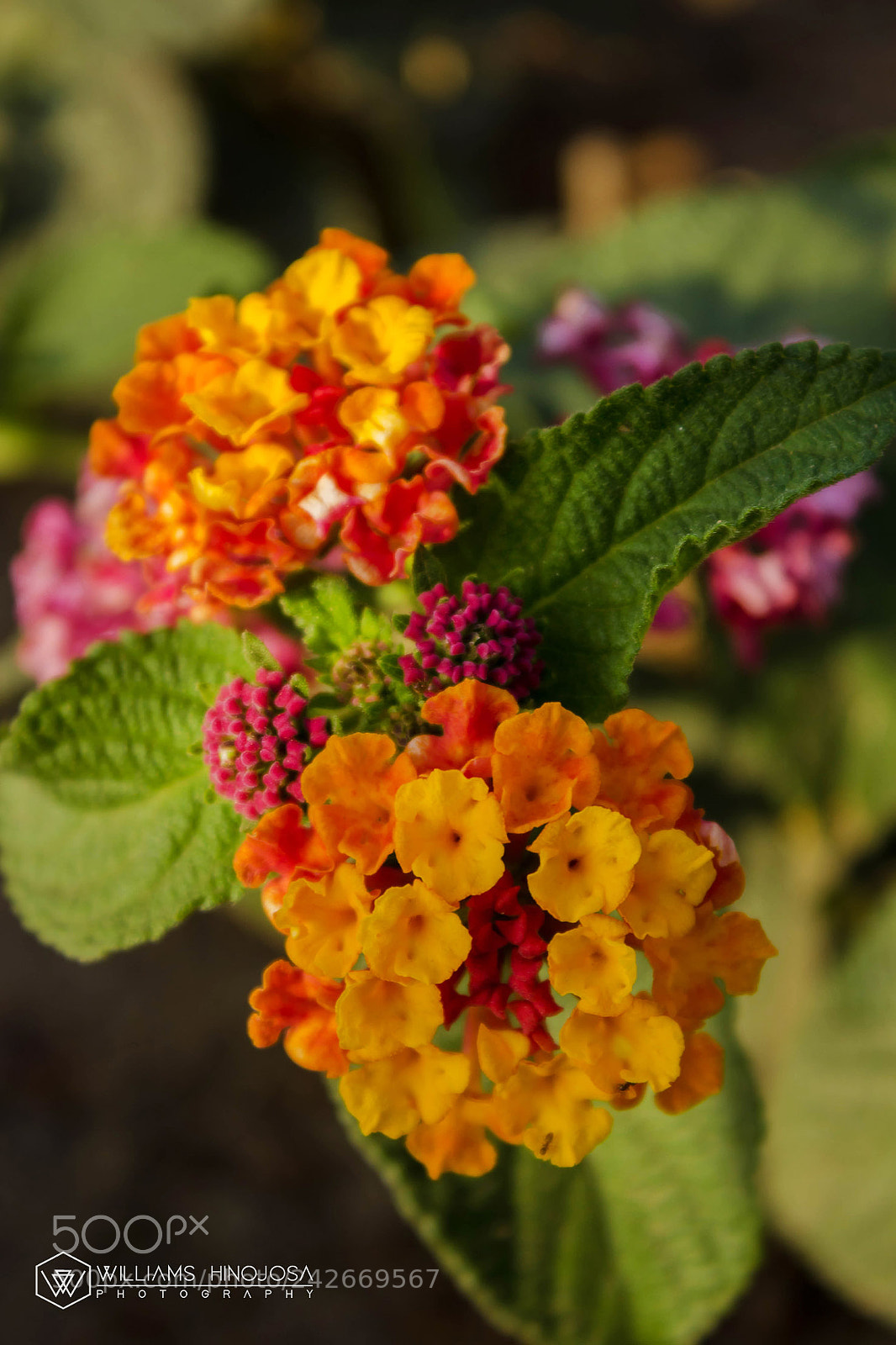 Canon EOS 1200D (EOS Rebel T5 / EOS Kiss X70 / EOS Hi) sample photo. Flower photography