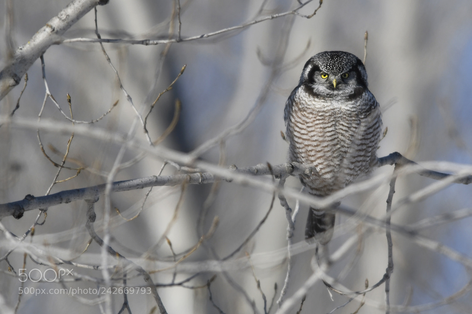 Nikon D500 sample photo. Northern hawk owl pervi photography