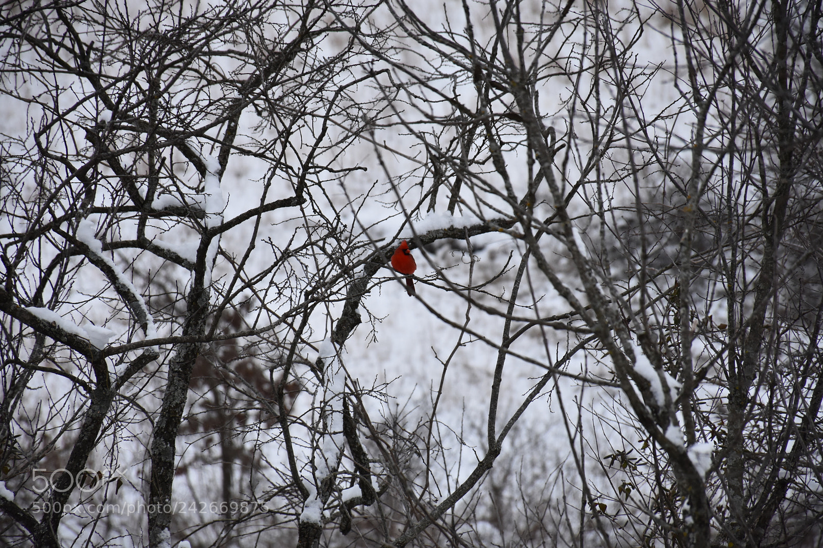 Nikon D7200 sample photo. Wildcat glades photography