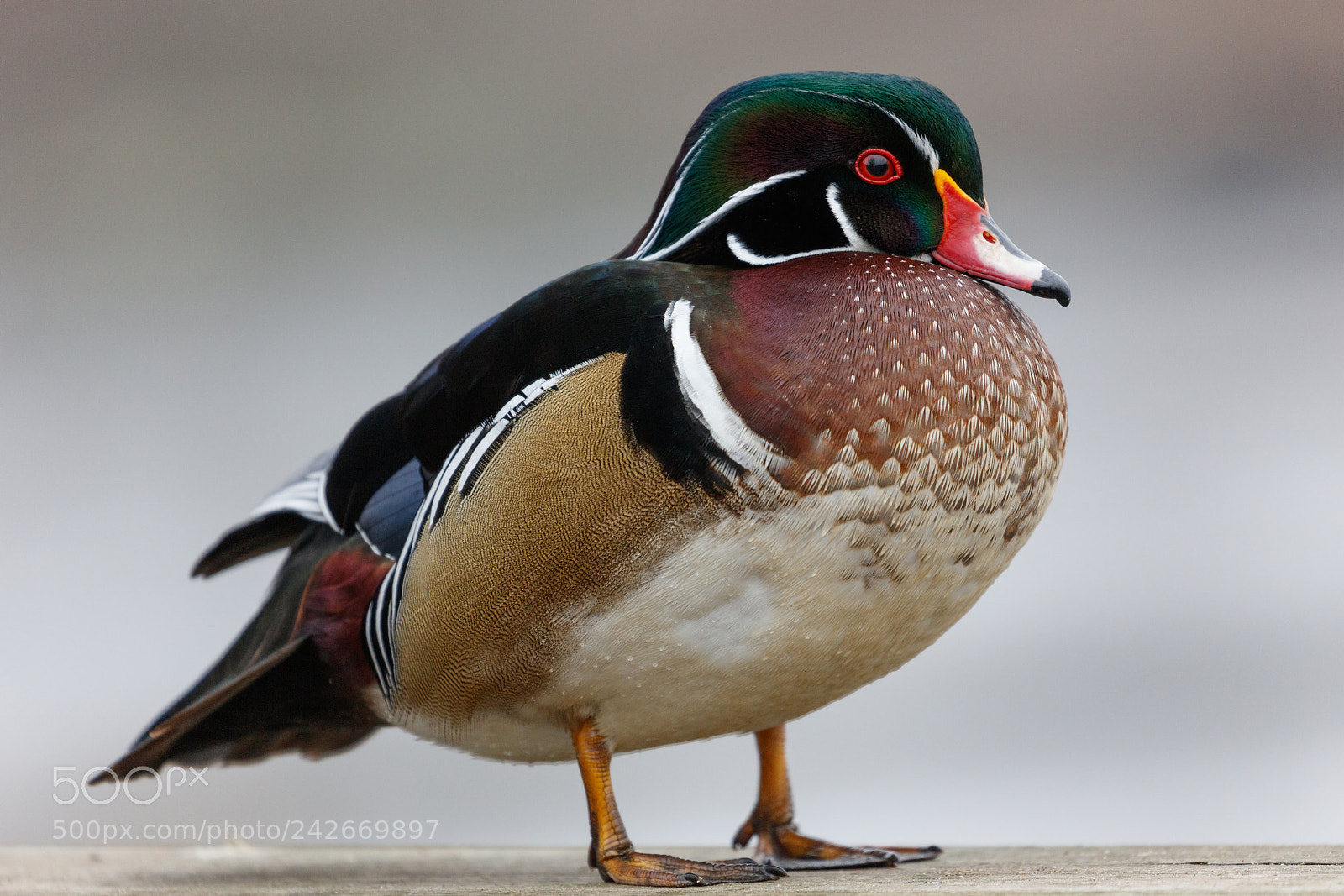 Canon EOS 5DS R sample photo. Woody photography