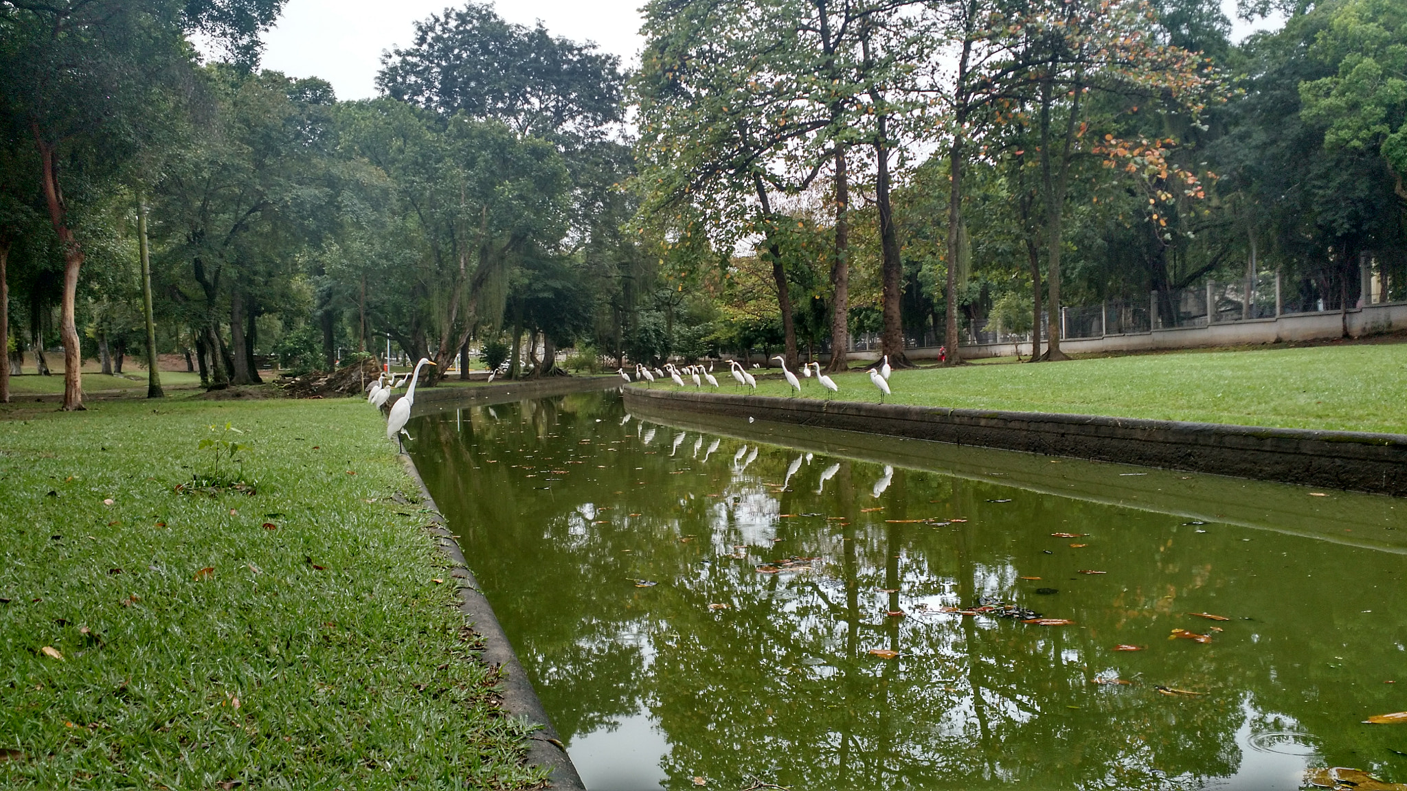 Motorola Moto X (2nd Gen) sample photo. Garças photography