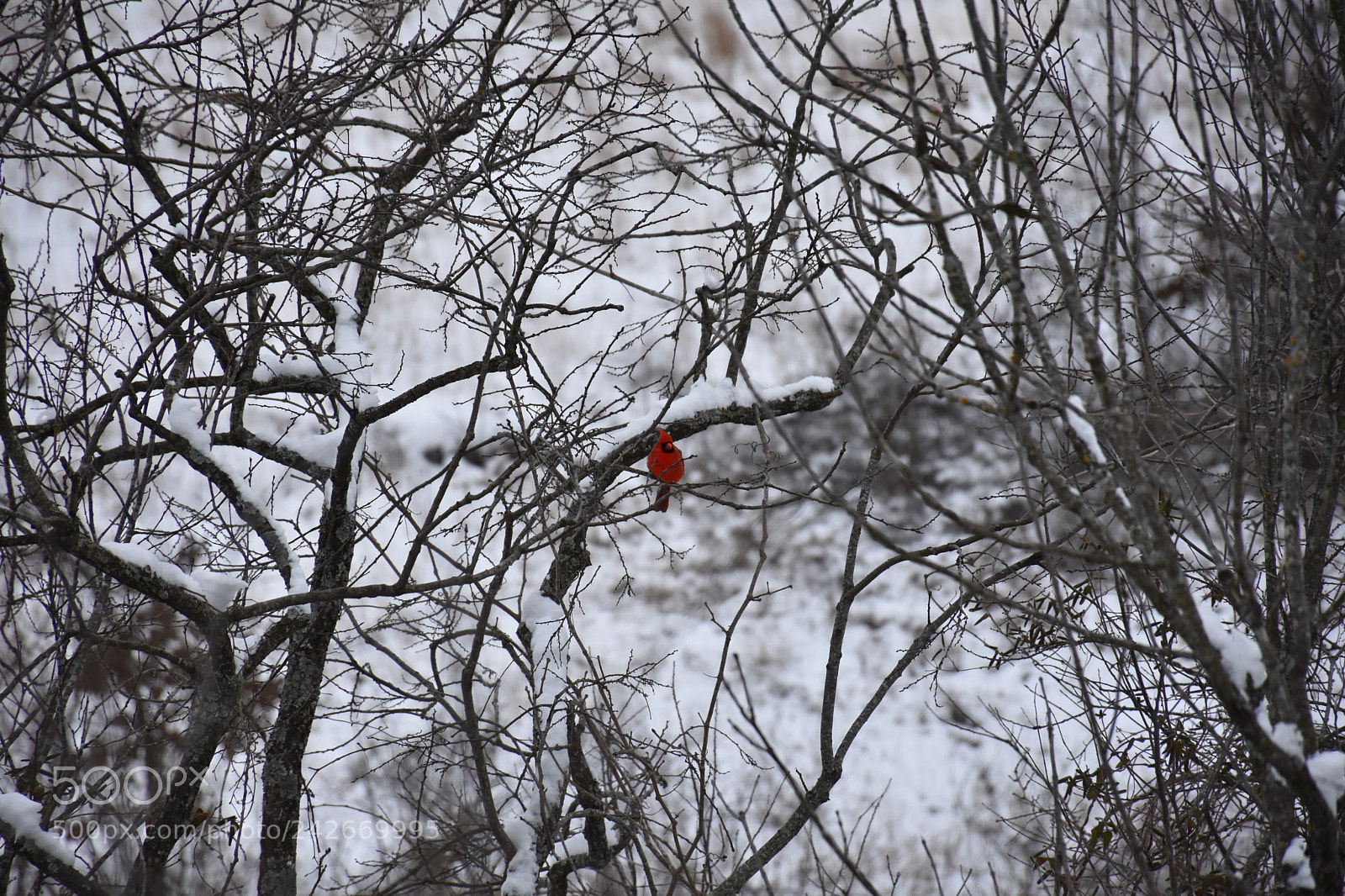 Nikon D7200 sample photo. Wildcat glades photography