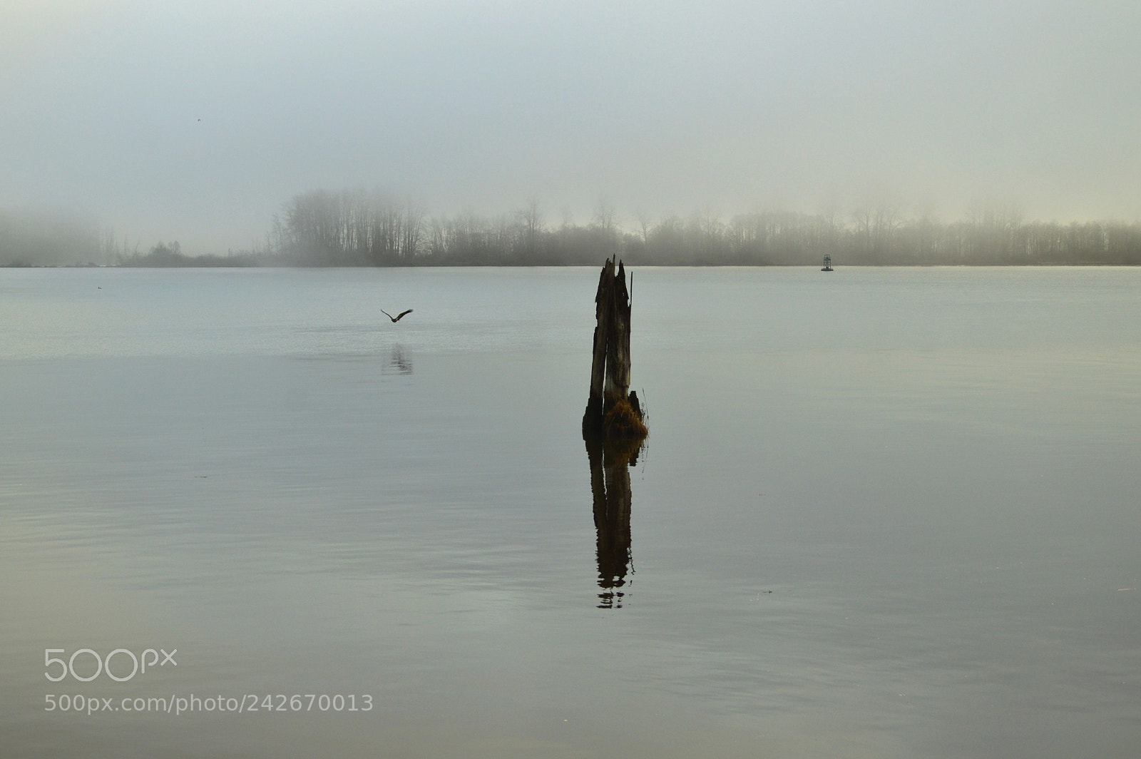 Nikon D3200 sample photo. Grey fraser river ,vancouver photography