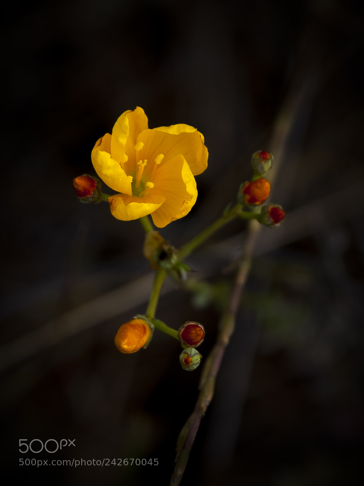 Nikon D40X sample photo. En tu mirada amable photography